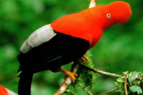 Puerto Maldonado – Tambopata – 6D/5N